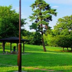「武蔵国分寺公園」夏の彩
