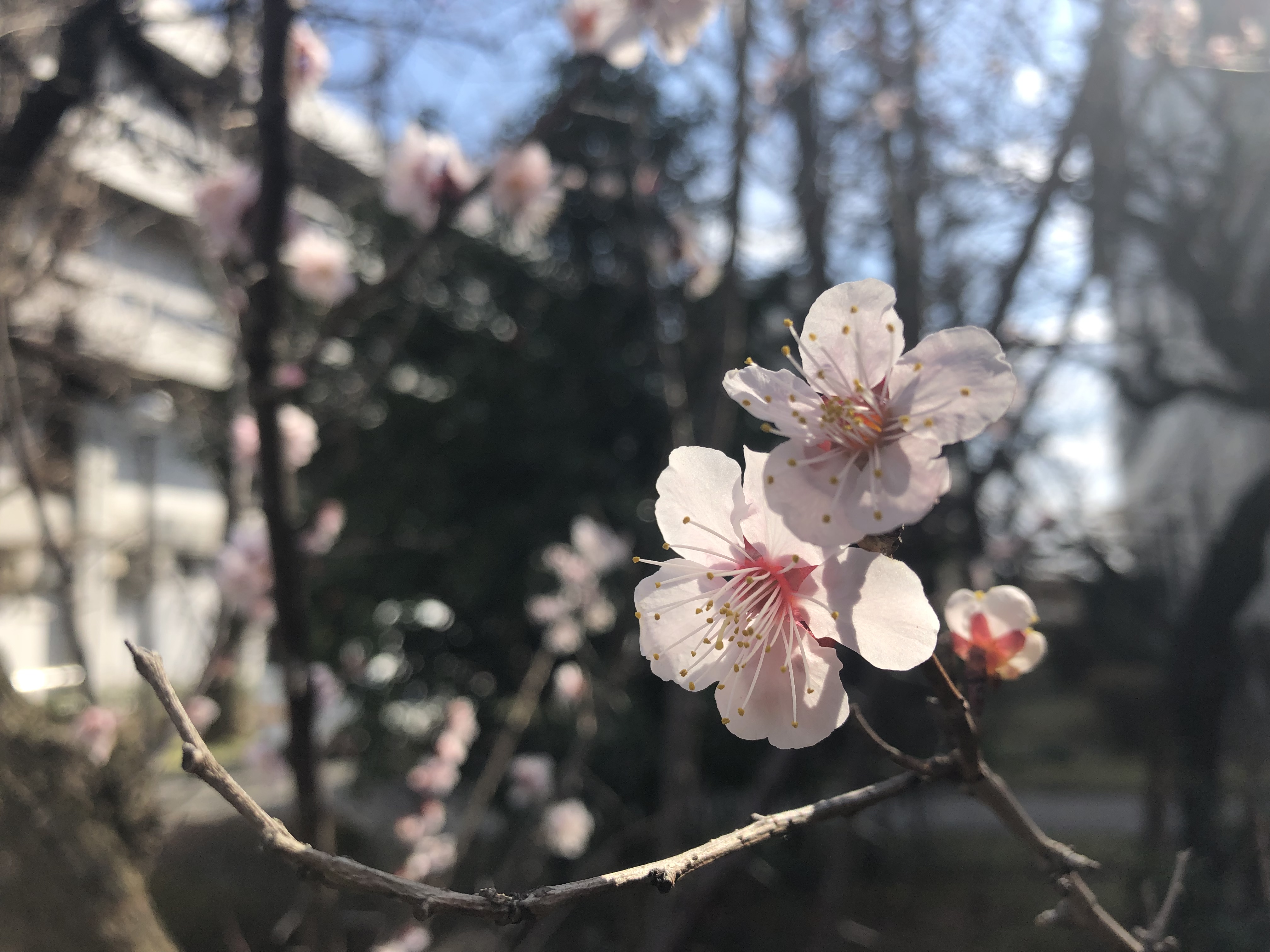 春の訪れを感じる花